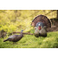 FLEXTONE THUNDER CREEPER STRUTTER DECOY W/ FOLDING FAN
