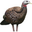 AVIAN X LCD BREEDER HEN DECOY