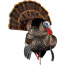 AVIAN X HDR STRUTTER DECOY