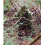 TITAN LEAFY SUIT MOSSY OAK OBSESSION NWTF 2/3XL PANTS/TOP